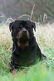 ROTTWEILER 384